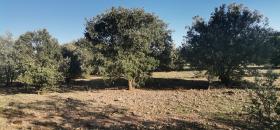 Truffle oak land - in production