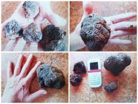 Truffle oak land - in production